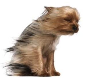 Dog blown by wind